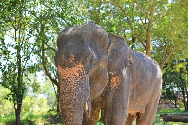 Elefantenporträt Zoo Thailand — Stockfoto