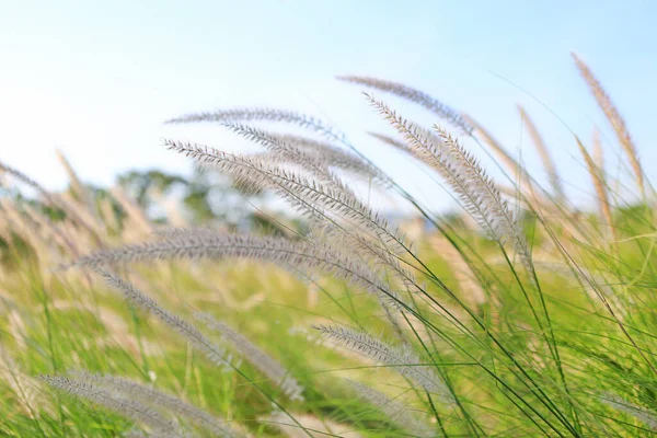 Flower Grass Wind Winter Season Sky Background — Stock Photo, Image