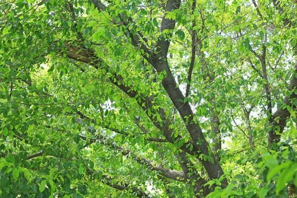 Дерево Листя Гілки Фоні Саду — стокове фото