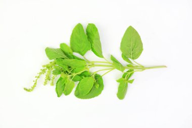 Beyaz arka planda Tayland fesleğeni demeti