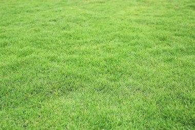 Arka plan olarak yeşil çimen dokusu. Perspektif görünümü ve seçici odak