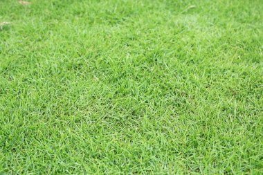 Arka plan olarak yeşil çimen dokusu. Seçici odak