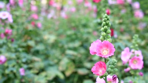 Kalanchoë blossfeldiana (Crassulaceae kalanchoë) bloem in de tuin — Stockvideo