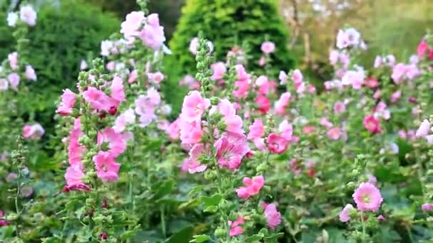Kalanchoë blossfeldiana (Crassulaceae kalanchoë) bloem in de tuin — Stockvideo