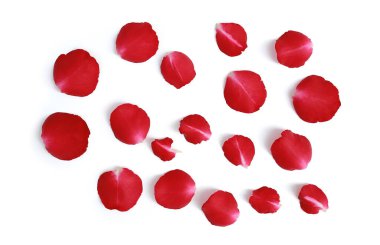 Beyaz arkaplanda kırmızı gül yaprakları izole edildi - Arka görünüm ve kırpma yolu