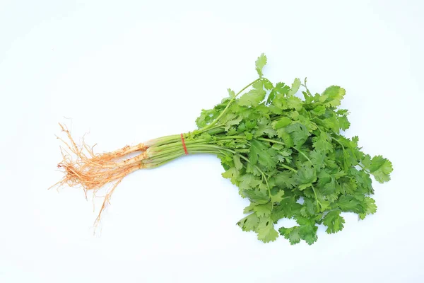 Manojo Cilantro Aislado Sobre Fondo Blanco — Foto de Stock