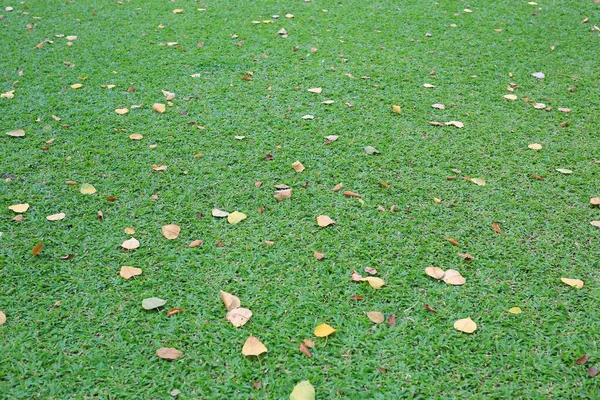 Perspectief Van Groen Gazon Met Droge Bladeren Gras Gedroogde Bladeren — Stockfoto