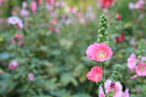 霍利希克花在花园里 绿色模糊背景下的全麦特写红粉花 — 图库照片
