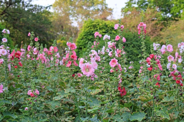 霍利希克花在花园里 公园里的冬青花红粉 — 图库照片