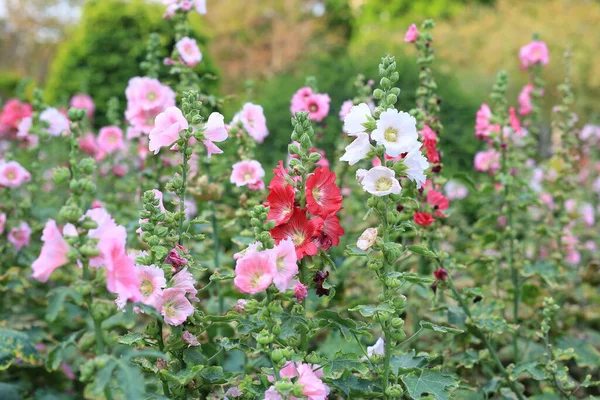 霍利希克花在花园里 绿色模糊背景下的全麦特写红粉花 — 图库照片