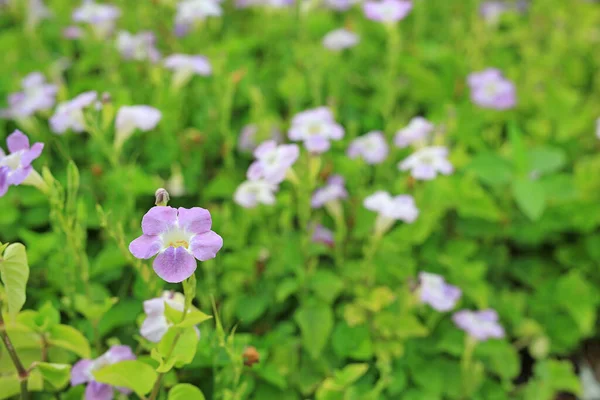 Asystasia Gangetica Coromandel Blooming Flower Garden — Stock Photo, Image