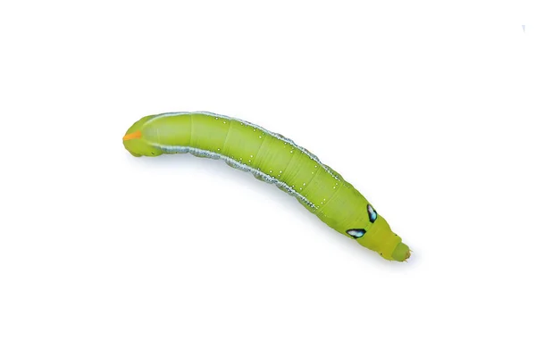 Groene Rups Geïsoleerd Witte Achtergrond Vlinderworm Close Bovenaanzicht — Stockfoto