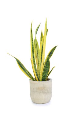 Beyaz arka planda Dracaena trifasciata (Sansevieria Laurentii veya Snake Plant) yüksek detaylı çimento tenceresi bulunmaktadır. Hava temizleme tesisi. Clipping yolu ile resim