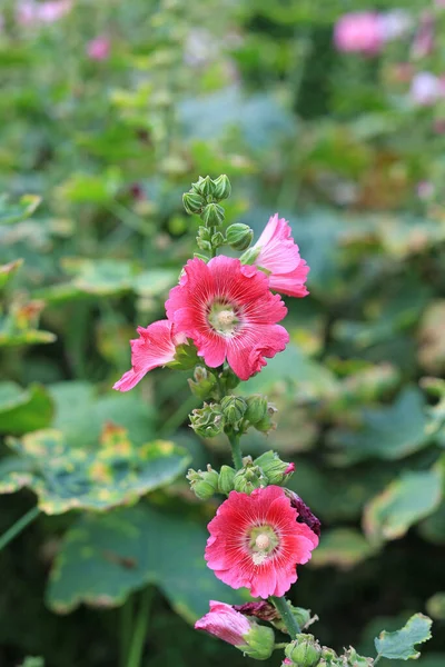 霍利希克花在花园里 绿色模糊背景下的全麦特写红粉花 — 图库照片