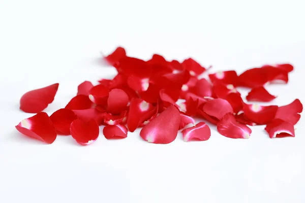 Red Rose Pétalas Sobre Fundo Branco — Fotografia de Stock