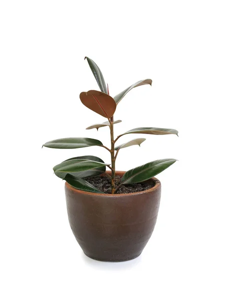 Rubber Plant Ficus Elastic Plant Brown Clay Pot Isolated White — Stock Photo, Image
