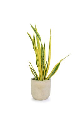 Beyaz arka planda Dracaena trifasciata (Sansevieria Laurentii veya Snake Plant) yüksek detaylı çimento tenceresi bulunmaktadır. Hava temizleme tesisi. Clipping yolu ile resim