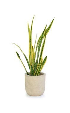 Beyaz arka planda çimento tenceresinde Dracaena trifasciata (Sansevieria Laurentii veya Snake Plant). Hava temizleme tesisi. Clipping yolu ile resim