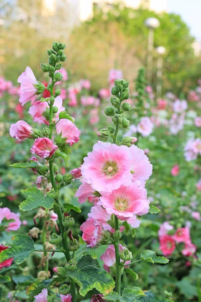 霍利希克花在花园里 绿色模糊背景下的全麦特写粉红花 — 图库照片