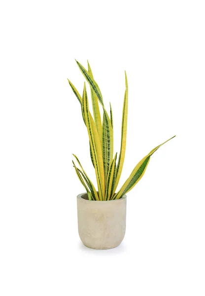 Dracaena Trifasciata Sansevieria Laurentii Oder Schlangenpflanze Detailreichen Zementtopf Vor Weißem — Stockfoto