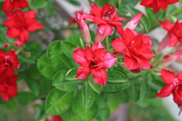 Krásné Adenium Obesum Nebo Pouštní Růže Květiny Pozadí Zahrady — Stock fotografie