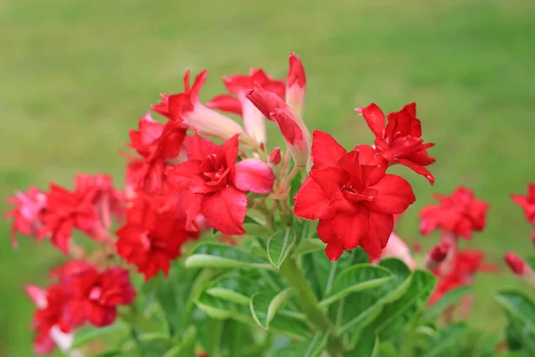 Bellissimo Fiore Adenio Obesum Deserto Rosso Rosa Nel Giardino — Foto Stock