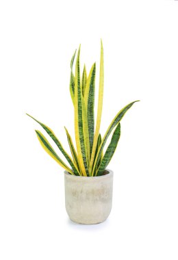 Beyaz arka planda izole edilmiş çimento tenceresinde Dracaena trifasciata (Sansevieria Laurentii veya Snake Plant). Clipping yolu ile resim