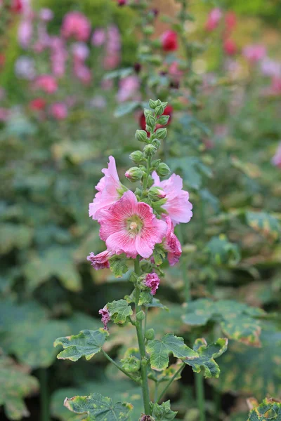 霍利希克花在花园里 绿色模糊背景下的全麦特写红粉花 — 图库照片