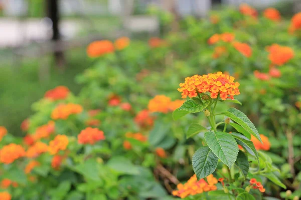 Цветущий Оранжевый Лантана Камара Мелкие Цветы Саду — стоковое фото