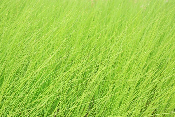 Wildes Grünes Hohes Gras Als Hintergrund Schönes Natürliches Muster — Stockfoto