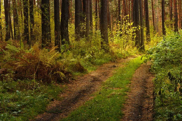 Hermoso camino en bosque de otoño — Foto de Stock