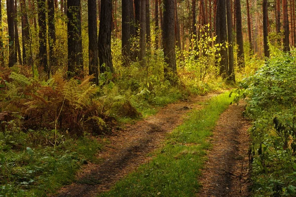 Belle route dans la forêt d'automne — Photo