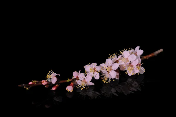 Flores de albaricoque sobre fondo negro con reflejo — Foto de Stock