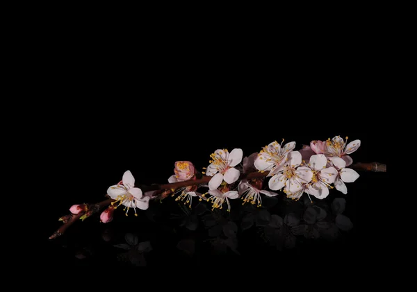 Fiori di albicocca su sfondo nero con riflesso — Foto Stock