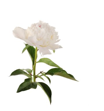 Beyaz bir arka plan üzerinde büyük beyaz Şakayık