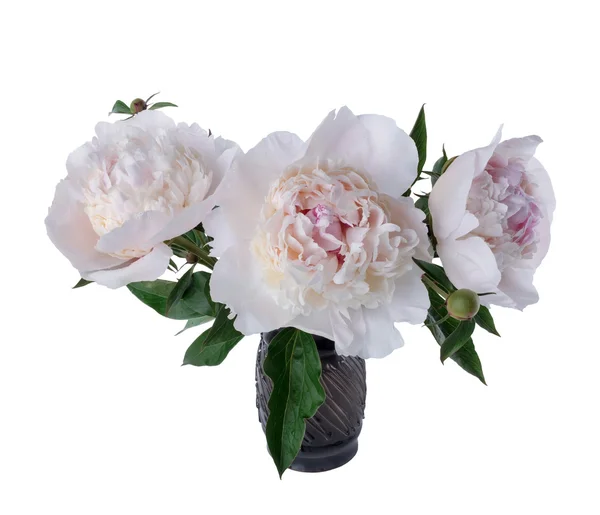 large white peony on a white background