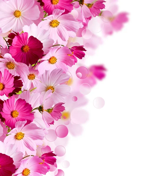 Floraler Hintergrund. helle Blumen auf hellem Hintergrund — Stockfoto