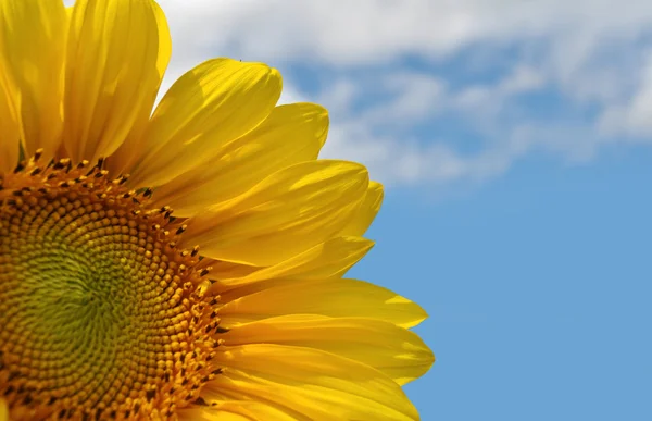 Sunflower on blue sky background — Stock Photo, Image