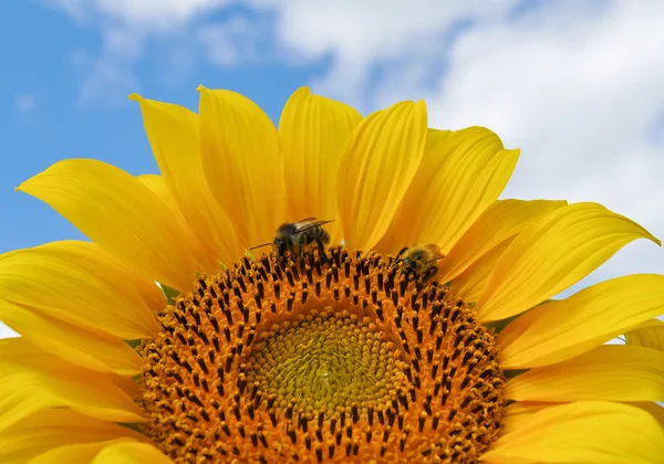 A bee gathering nectar on a sunflower — Stock Photo, Image