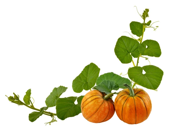 Pumpkin entwined with leaves on a white background — Stock Photo, Image