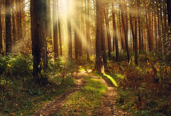 Bosque de otoño — Foto de Stock