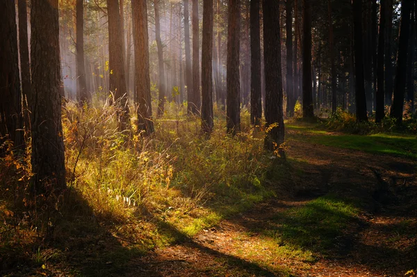 Foresta autunnale — Foto Stock