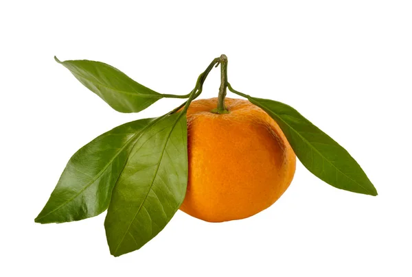 Heerlijke tangerine met groene bladeren op een witte achtergrond — Stockfoto