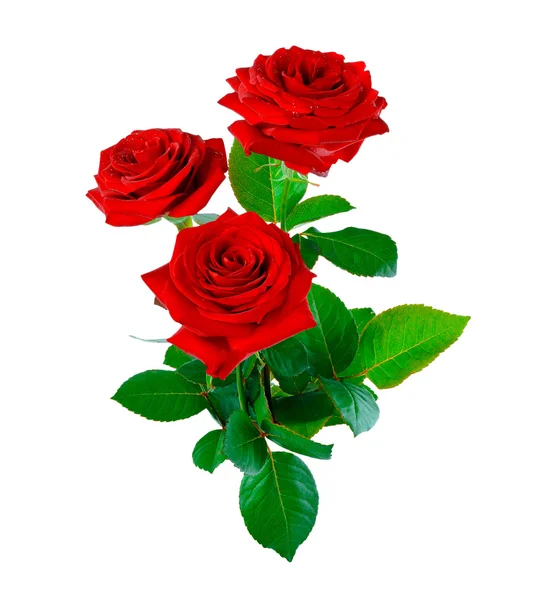 Red roses on a white background — Stock Photo, Image