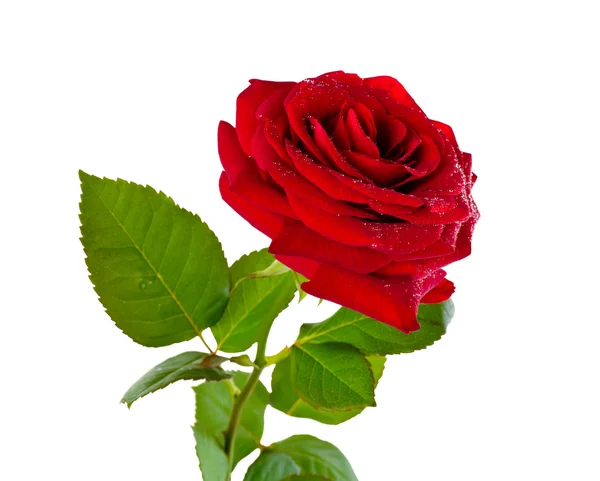Red roses on a white background — Stock Photo, Image