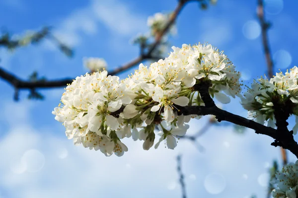 Ramo con prugne in fiore contro il cielo — Foto Stock