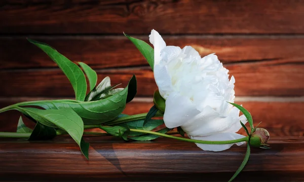 Peonía blanca sobre fondo de madera — Foto de Stock