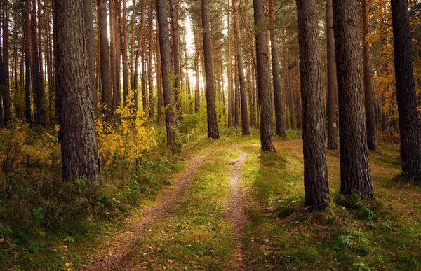 Дорога через осенний лес — стоковое фото
