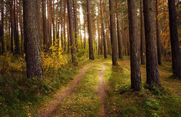 Strada attraverso la foresta autunnale — Foto Stock