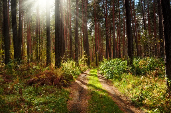 Strada attraverso la foresta autunnale — Foto Stock